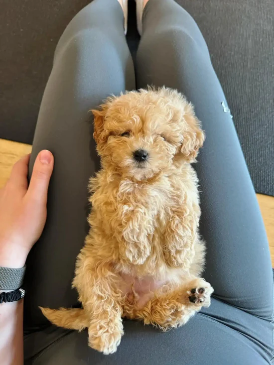 Wellness Puppy Yoga - Image 2